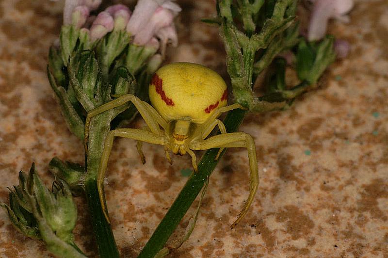 Misumena_vatia_D5023_Z_91_Les Gris_Frankrijk.jpg